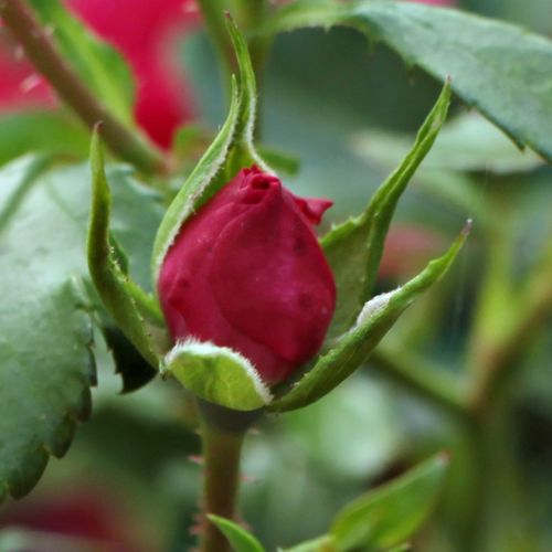 Rosa Vanity - rosa - Árbol de Rosas Miniatura - rosal de pie alto- froma de corona llorona